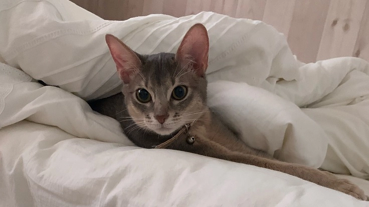 小さな命を未来に繋げたい〜FIP(猫伝染性腹膜炎)を患った愛猫