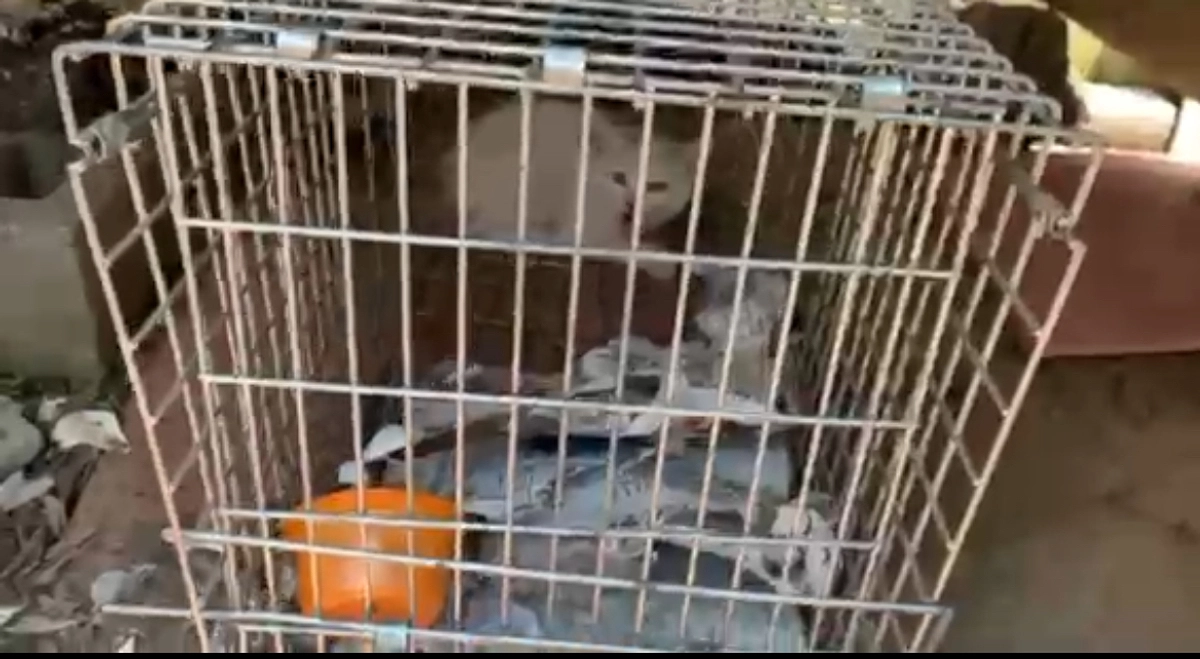 保護のお手伝いをして頂いたＴ様からの応援メッセージ