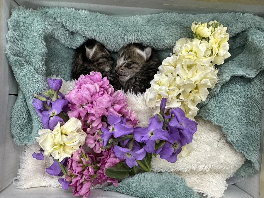 またしても冷え切った乳飲み子3匹が収容されました