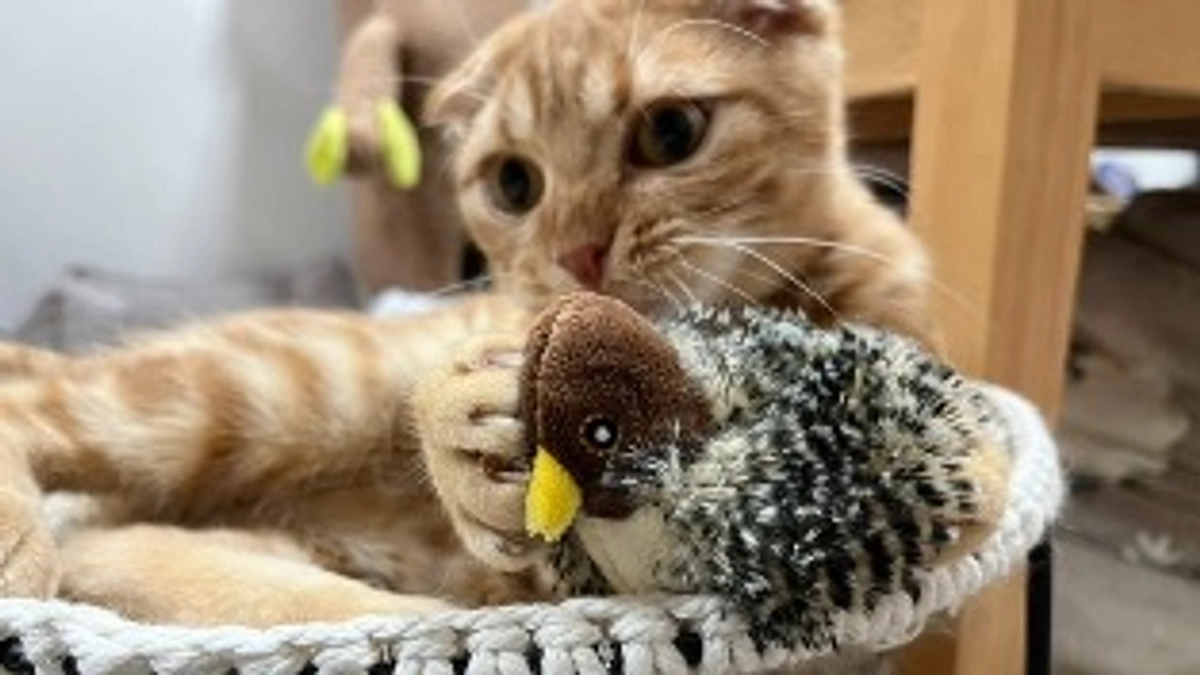 新しいおもちゃを手に入れたふう