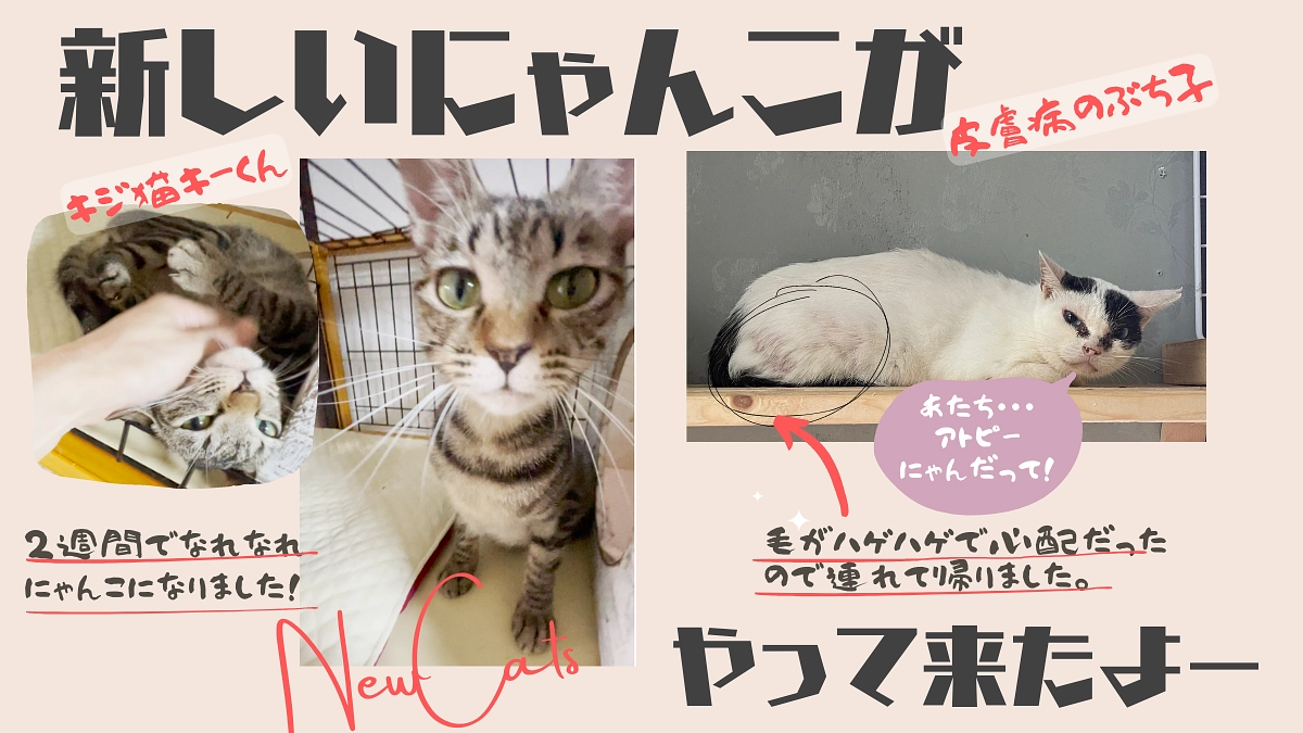 神戸のお宅から猫２匹を連れて帰りました。