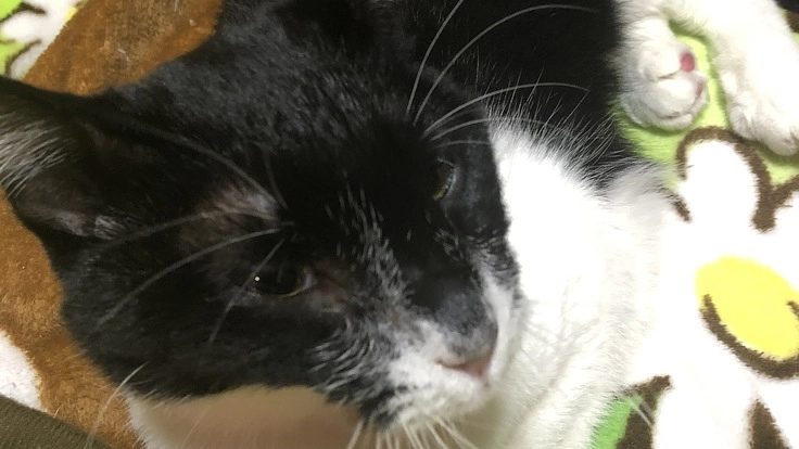 お願いします！チョコを助けたいです