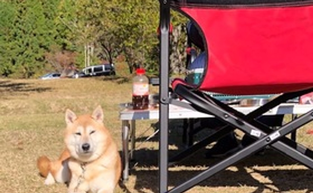 愛犬とゆったりキャンプ