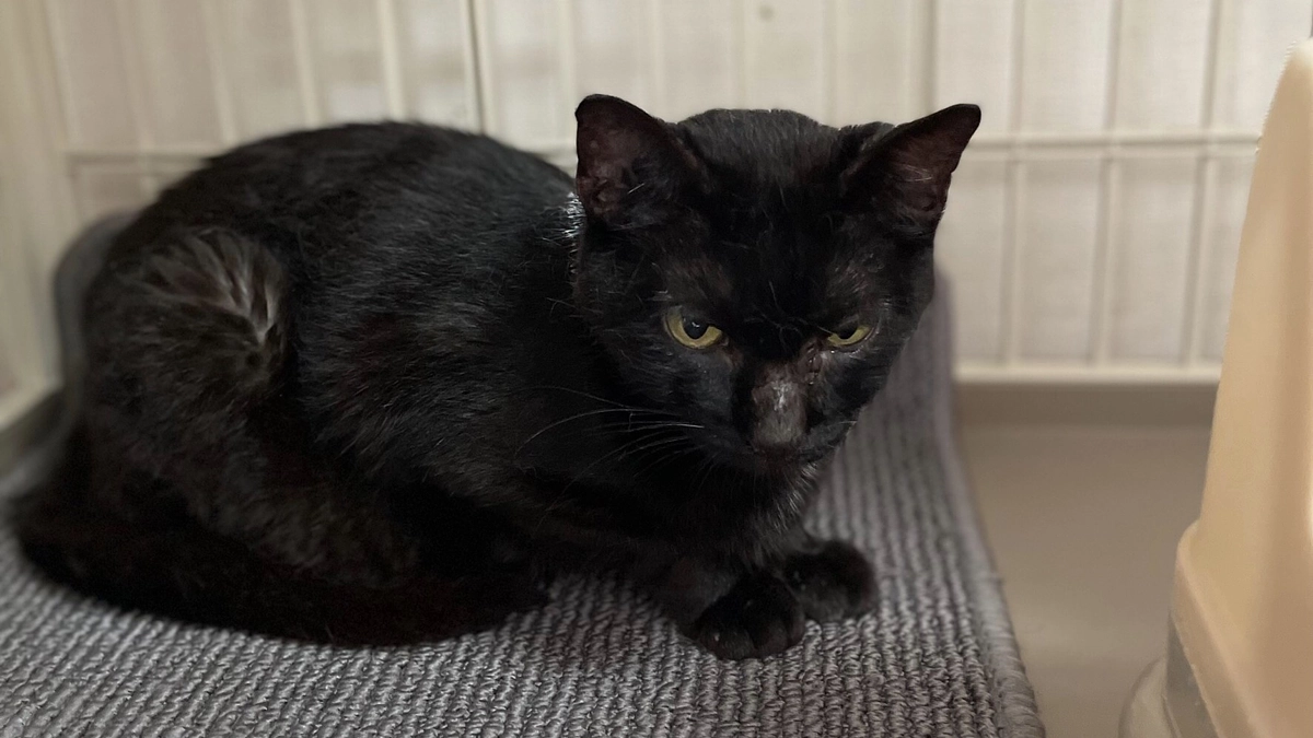 黒猫チャコちゃん