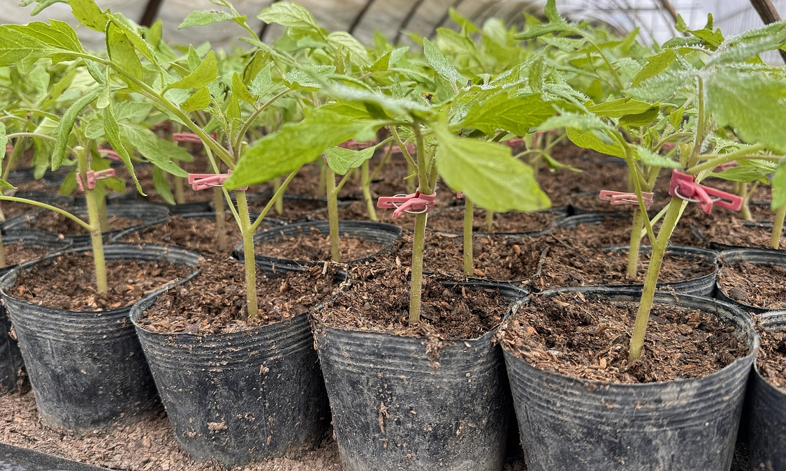 トマトの接ぎ木をしました。