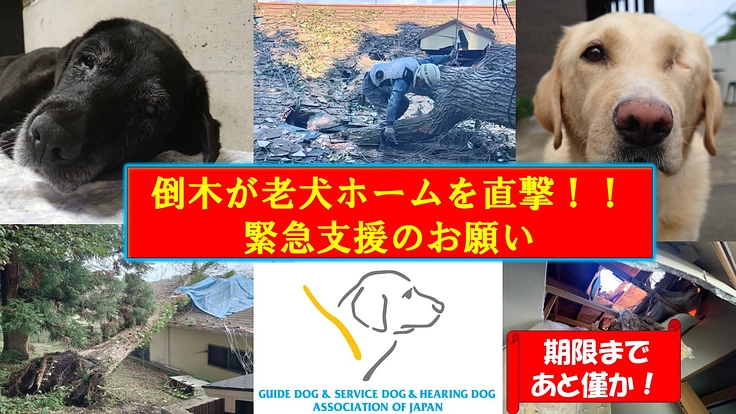 引退犬が安心して暮らせる「老犬ホーム」を再建したい。