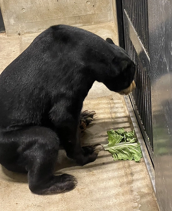 マレーグマ担当のおおわん飼育員に聞いてみた！