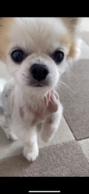 抜糸12日後‼️🐶