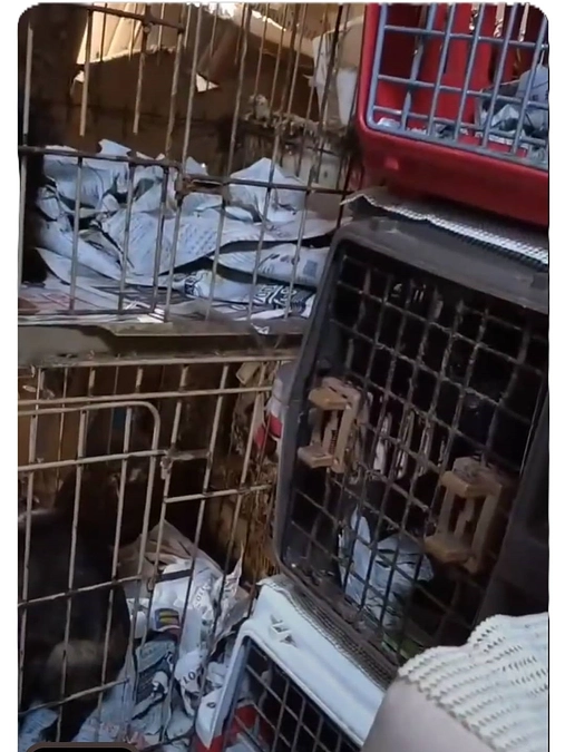 ２月１５日、キャリーで監禁された約８０頭の多頭飼育崩壊現場から１０頭の成猫を保護しました。