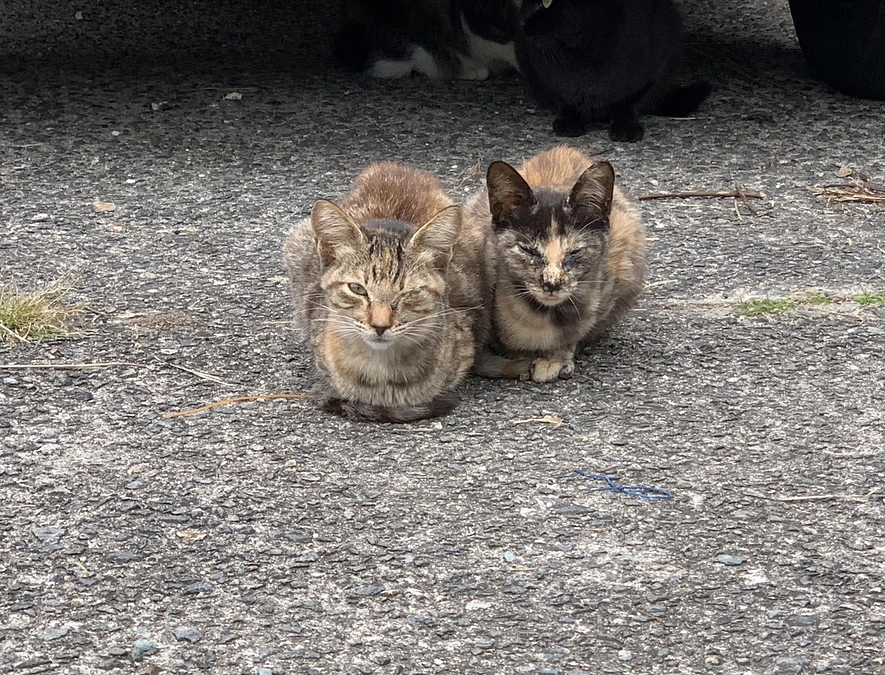 サビちゃん、キジちゃん　正式譲渡です！