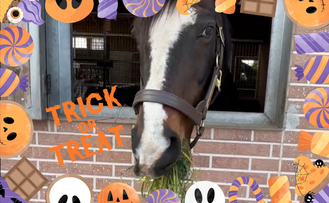 【For Supporters outside of Japan】Halloween Hay Gift