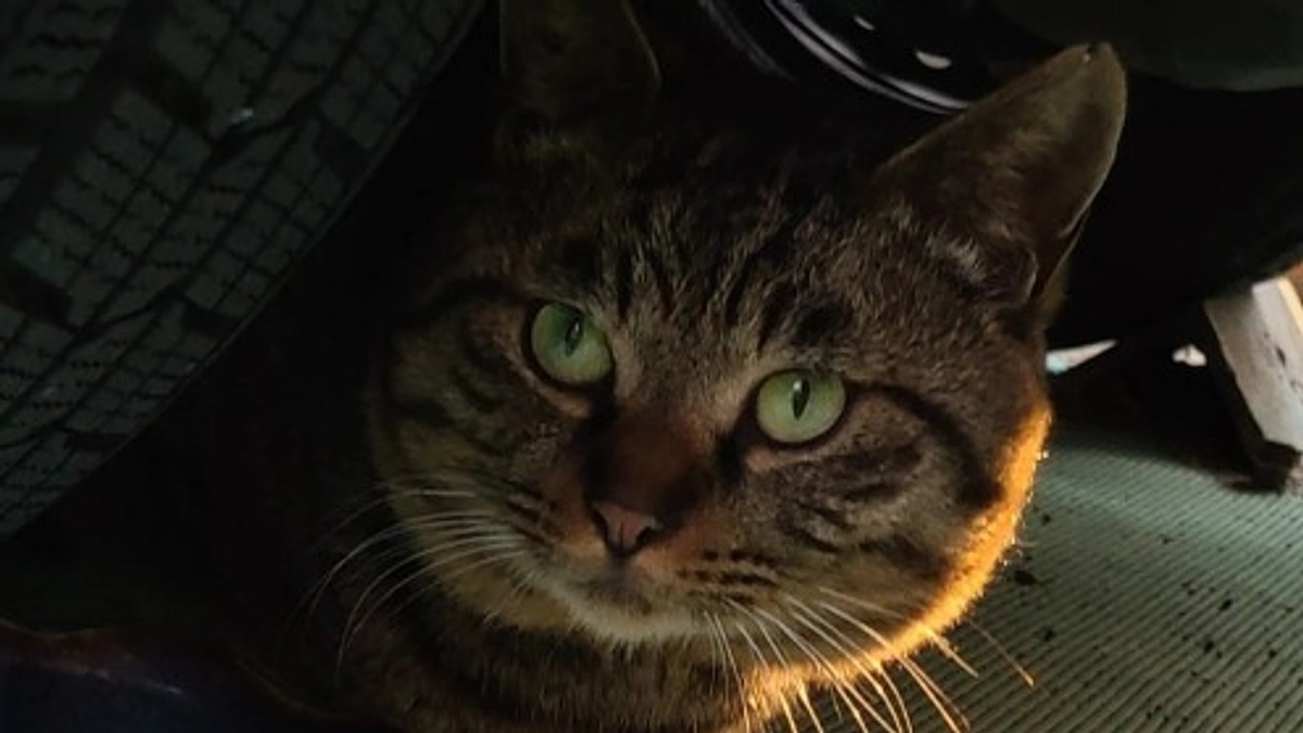 草加市内の猫さんたちの確認と、捕獲器の事前搬入を行いました。