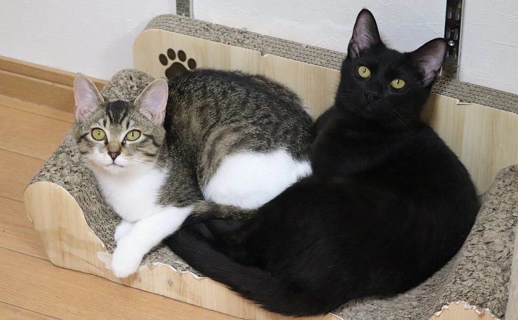 サンクスメール