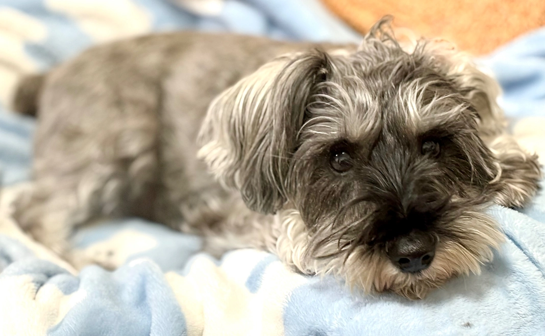 ロイの応援コース ①