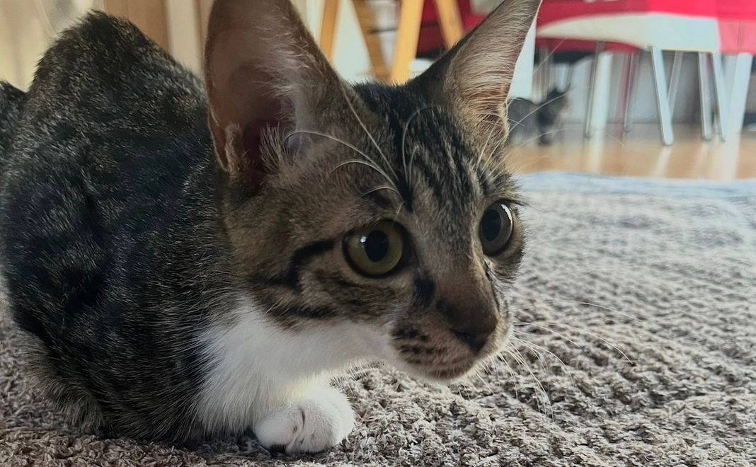 全力応援コース!10,000円