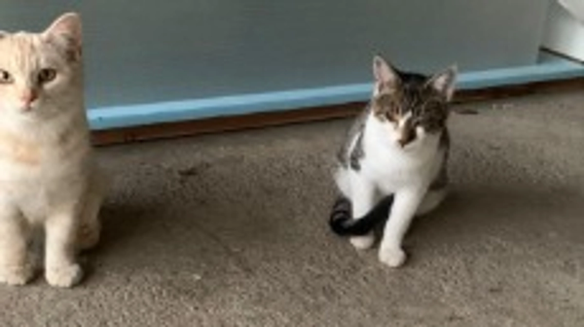 11/4 猫ちゃん達の様子🐱