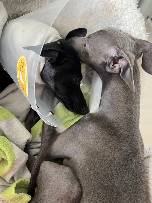 大好きなティアラ✨おかえり