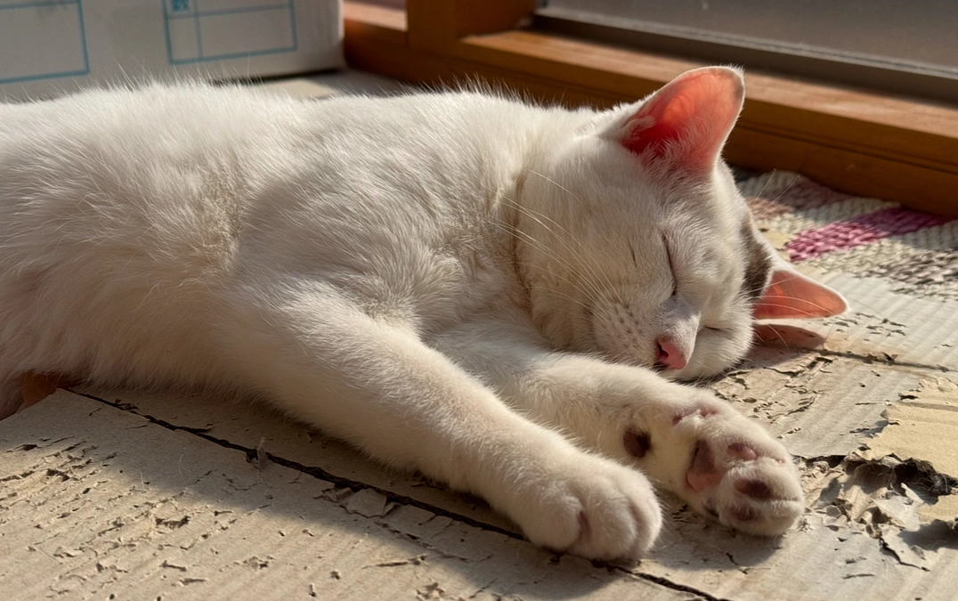 シンバの新しい遊び？