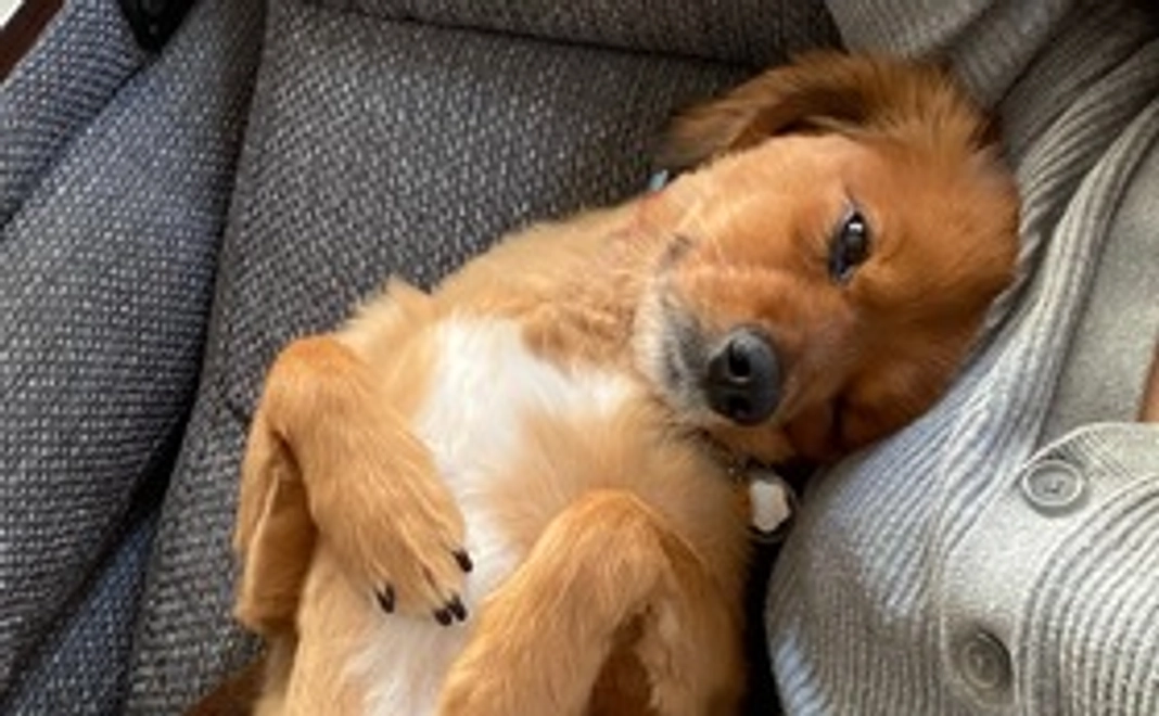 がんばれころちゃん①