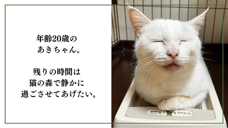 「シン・猫の森プロジェクト」〜シニア猫にも専用の部屋を作りたい〜 3枚目