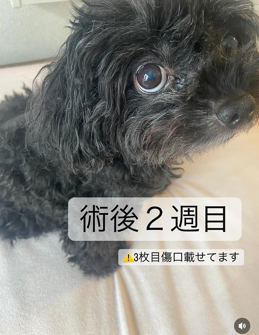 術後２週間検診にいきました🐶✨