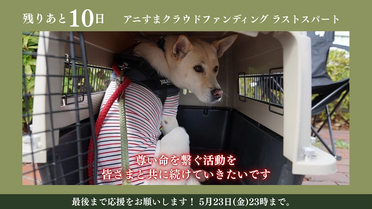 残り10日｜応援してくださっている方々や犬猫たちのためにも、諦めてはいけませんよね