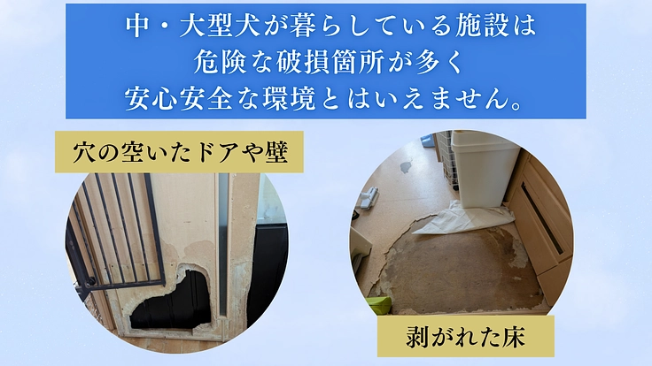 殺処分から救った野犬の日常を守りたい！大規模修繕し、安心の棲家へ 4枚目