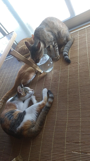 今日の兄と父の晩ご飯😌仔猫お昼寝