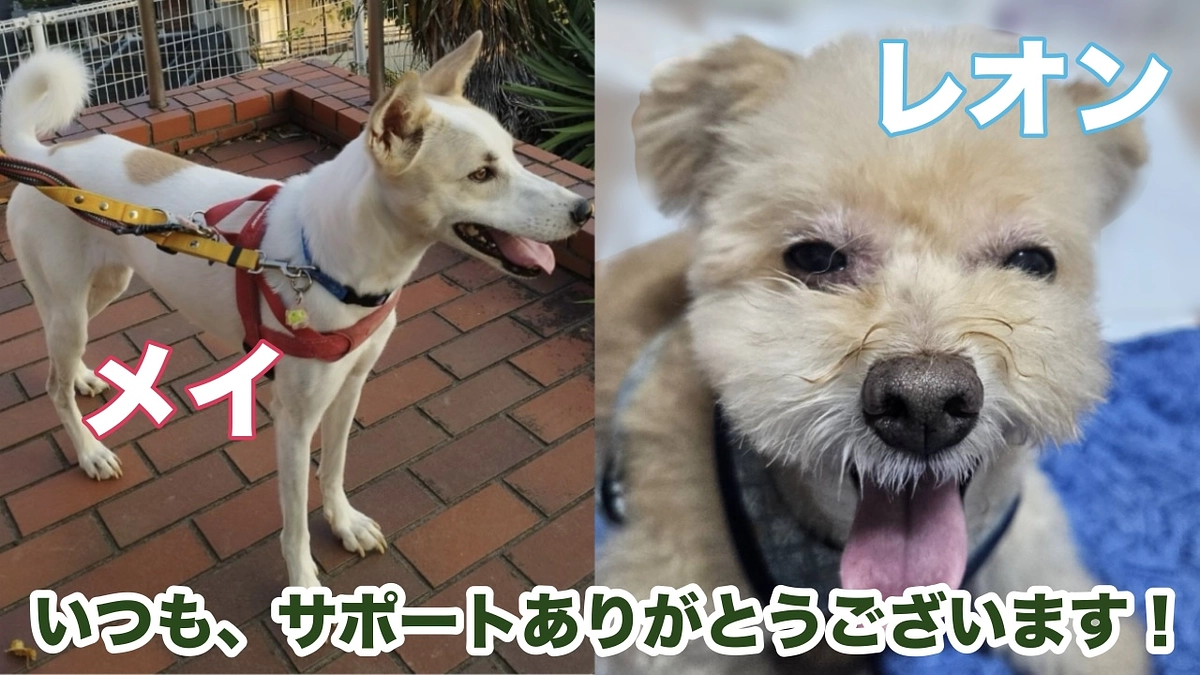 愛情たっぷりで預かり中🐾