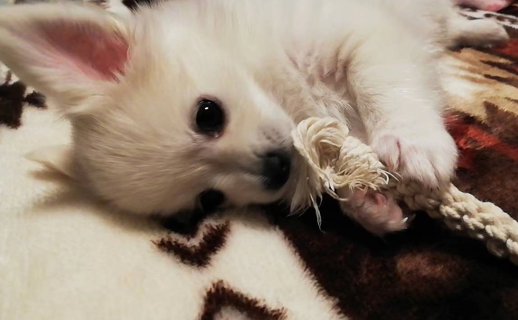 ご支援ありがとうございます(1,000円)