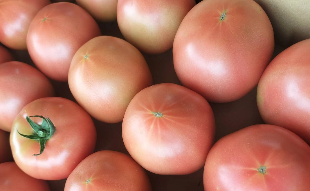 訳ありトマト4kg × 2箱🍅【フードロス削減のご支援にも】
