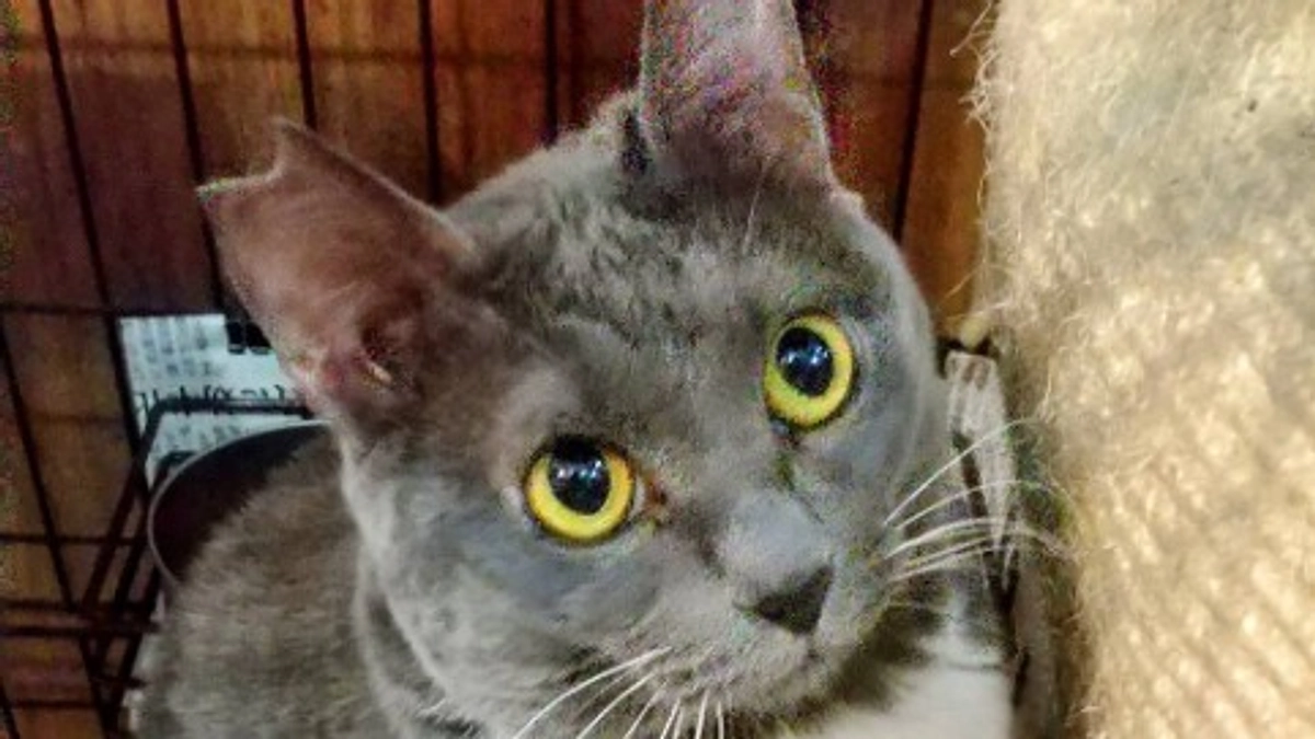 片原横町施設（猫舎） 里親募集の猫さんの紹介です。