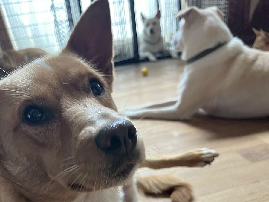 里親募集中の犬達（香川県出身チーム）