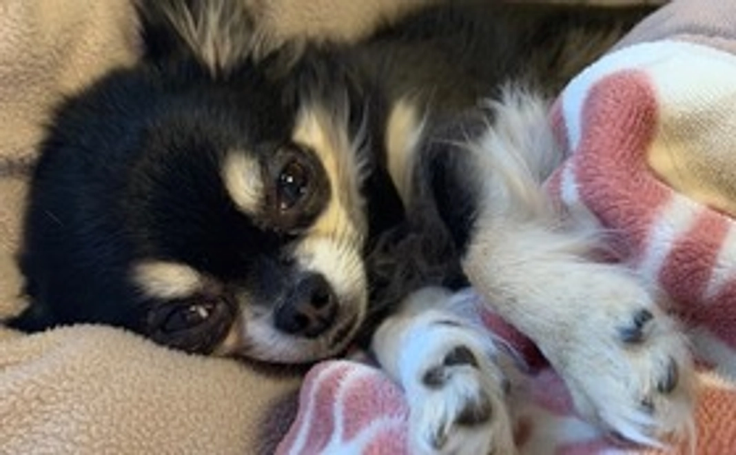 ビビちゃん応援団その２