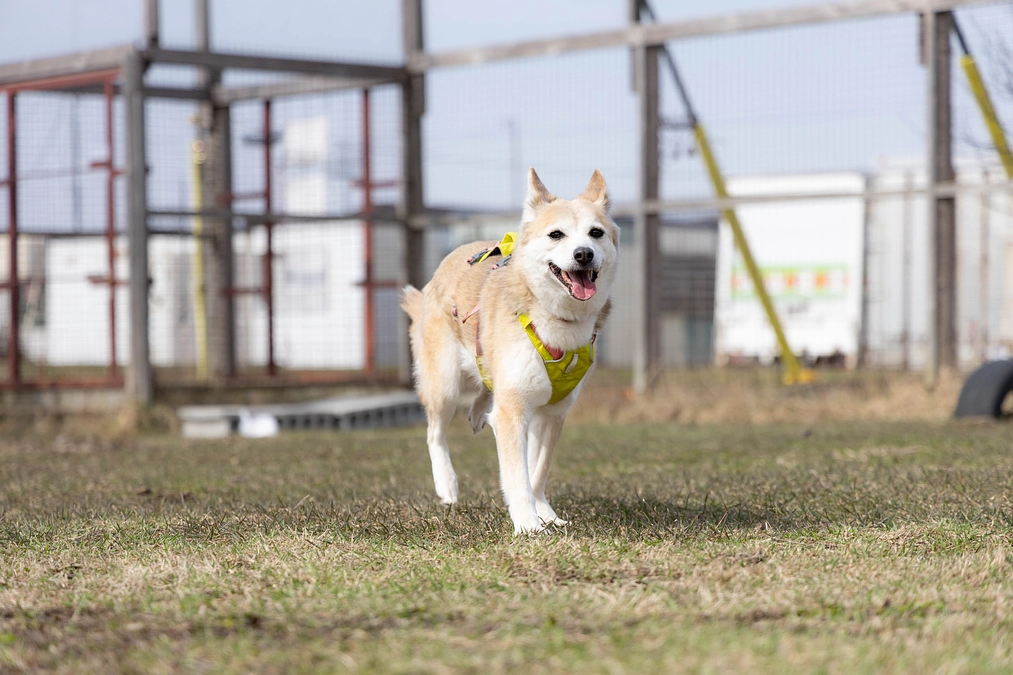 ネクストゴールからファイナルへ　老朽化し損傷が激しいドッグランとプレハブ犬舎運動場の整備を
