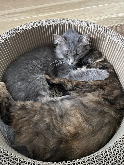 クラファン挑戦2日目！