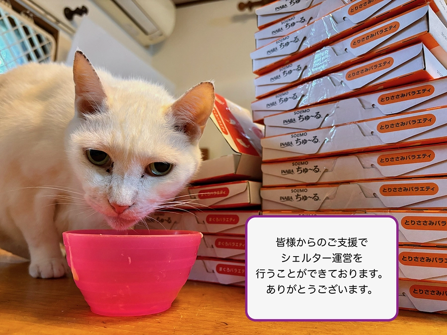 お礼とお知らせ/2025年5月31日