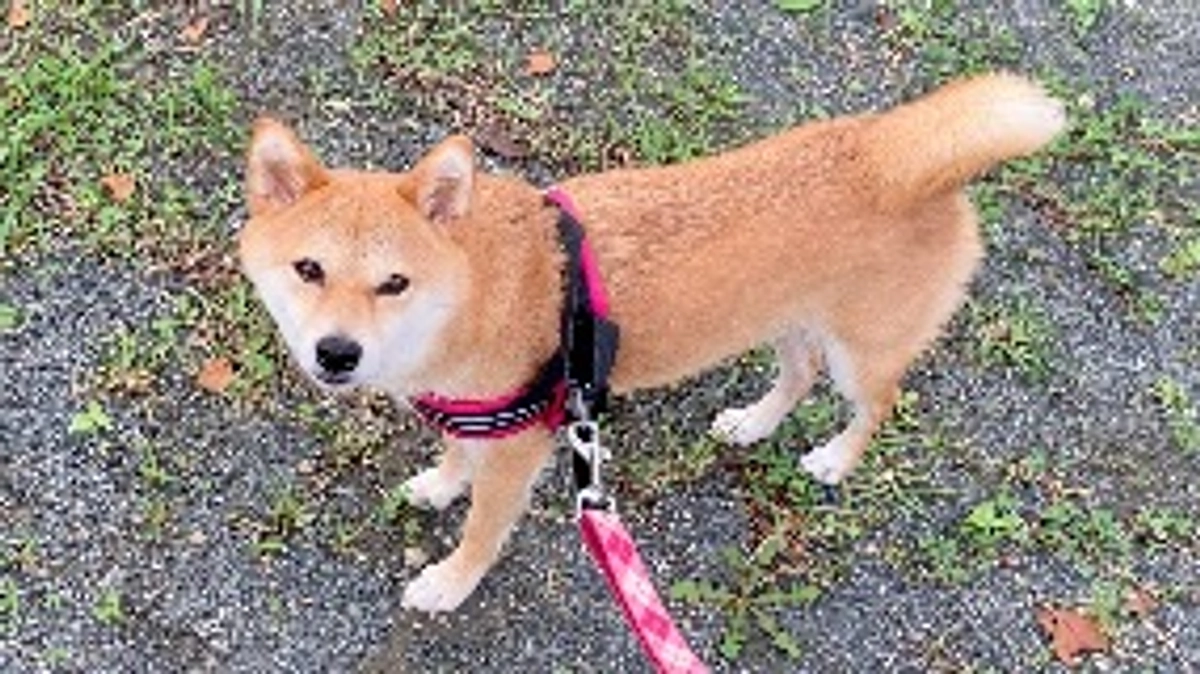 お散歩行けたよ！