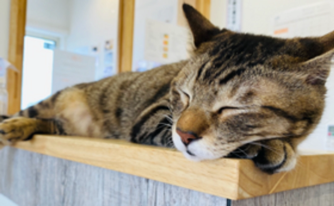 にゃんこ幸せ応援コース