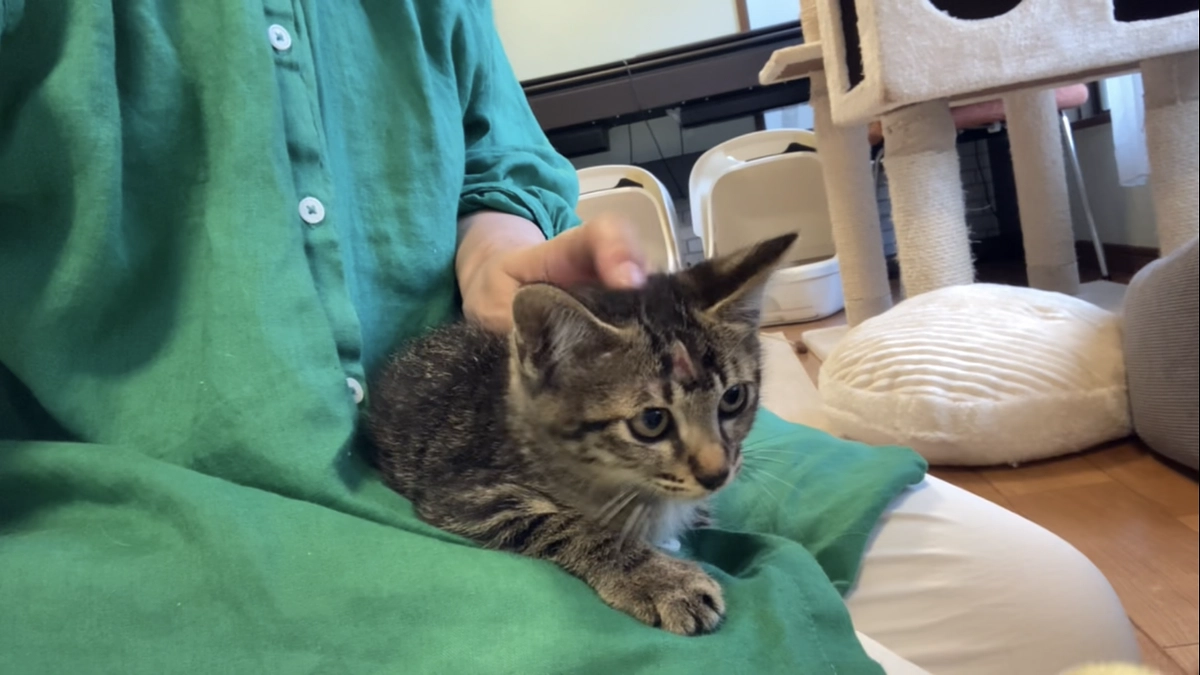 TNR時保護したキジトラ子猫くん