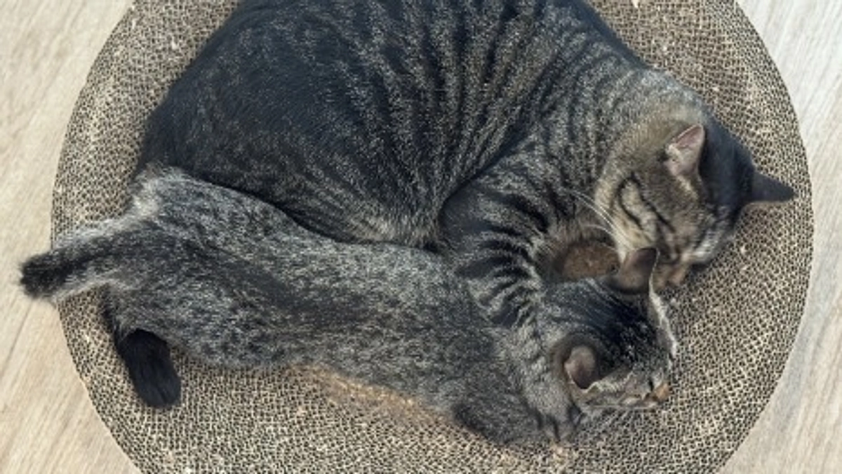 終了日まであと1日！どの子の命も諦めたくない！