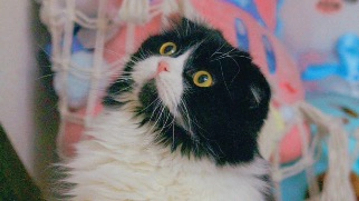 いよいよ本日最終日、23時で終了です。