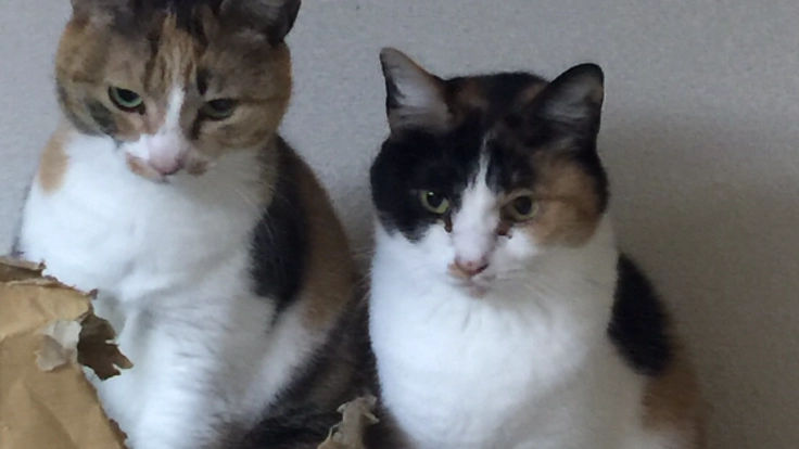 慢性腎不全のくみんの治療費、検査代をご支援下さい。