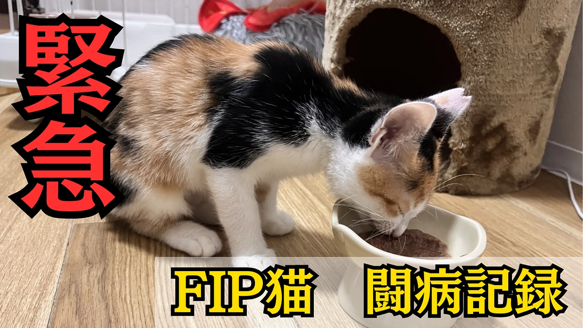 FIP （猫伝染性腹膜炎）治療記録　〜３か月子猫　みいこ〜