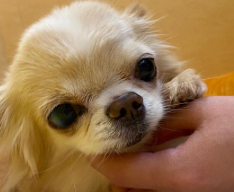 あと残り7日となりました。チワワのロークのような想いを二度としないために。