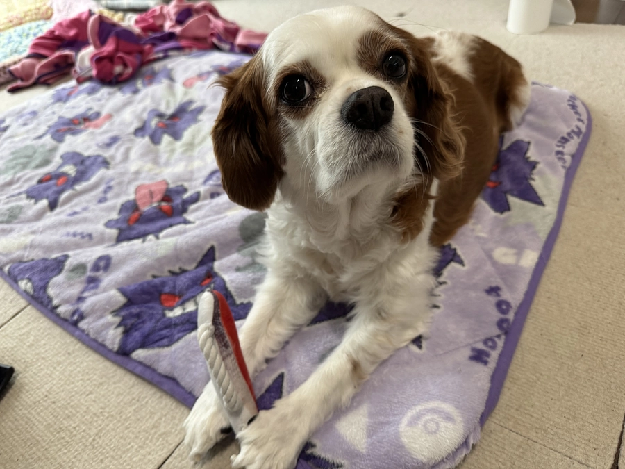 静かにおもちゃで遊ぶらぶ【43日目】