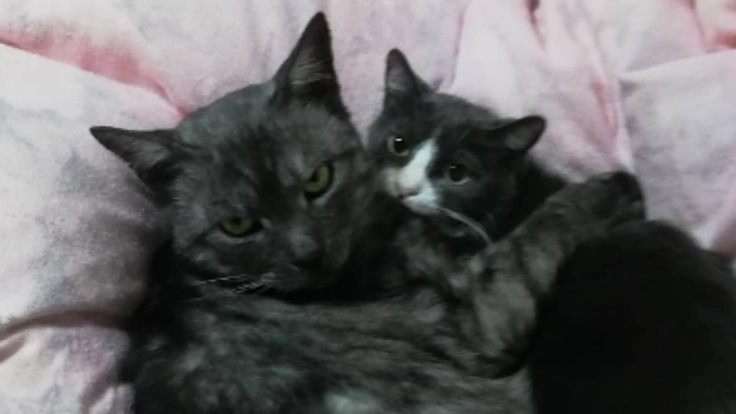 一匹でも多くの命を救いたい【野良猫保護の活動資金の支援】