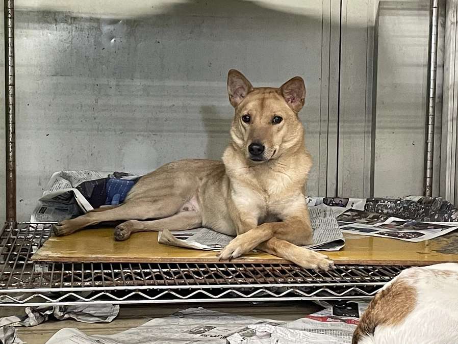 春分の日の犬たち。（写真たくさん）