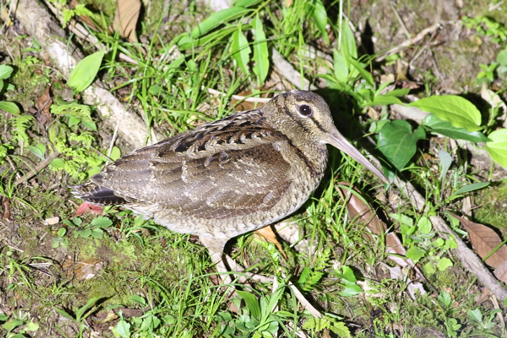 奄美大島の鳥の保全について講演を行います！