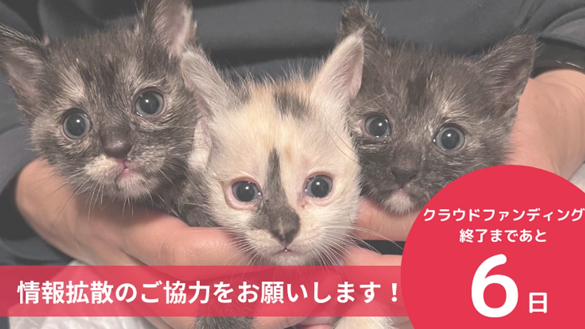 残り6日となりました。情報拡散のお願いです！